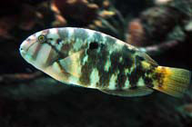 Image of Choerodon graphicus (Graphic tuskfish)