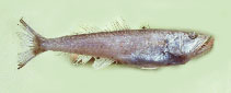 To FishBase images (<i>Champsodon guentheri</i>, by Gloerfelt-Tarp, T.)