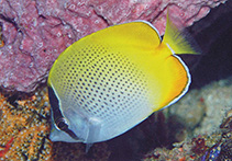 To FishBase images (<i>Chaetodon guentheri</i>, Indonesia, by Allen, G.R.)