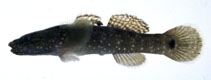 To FishBase images (<i>Chasmichthys gulosus</i>, Japan, by Suzuki, T.)