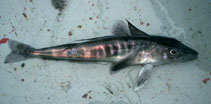 To FishBase images (<i>Champsocephalus gunnari</i>, S. Georg. Sandw., by Reyes, P.)