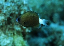 To FishBase images (<i>Chromis hanui</i>, Midway Is., by Cook, D.C.)