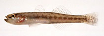 To FishBase images (<i>Chaenogobius heptacanthus</i>, Japan, by Suzuki, T.)