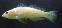 To FishBase images (<i>Chelidoperca hirundinacea</i>, Philippines, by Murdy, E.O./Ferraris, C.J., Jr.)