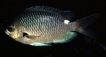 To FishBase images (<i>Chromis hypsilepis</i>, Norfolk I., by Randall, J.E.)
