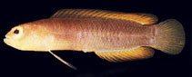 To FishBase images (<i>Chlidichthys inornatus</i>, Maldives, by Randall, J.E.)