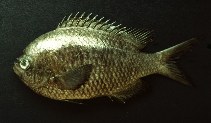 To FishBase images (<i>Chromis intercrusma</i>, Ecuador, by Jimenez Prado, P.)