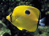 Image of Chaetodon interruptus (Yellow teardrop butterflyfish)