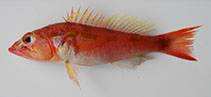 To FishBase images (<i>Chelidoperca investigatoris</i>, India, by Bineesh, K K  / Akhilesh, K V)