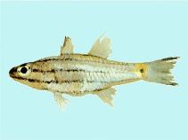 To FishBase images (<i>Cheilodipterus isostigmus</i>, by CSIRO)