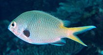 To FishBase images (<i>Chromis kennensis</i>, New Caledonia, by Bajol, R.)