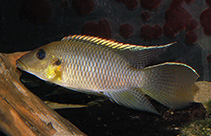 To FishBase images (<i>Chromidotilapia kingsleyae</i>, by Ullisch, D.)
