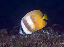 To FishBase images (<i>Chaetodon kleinii</i>, Indonesia, by Marco Chan@114°E Hong Kong Reef Fish Survey)