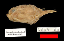 To FishBase images (<i>Chaunax latipunctatus</i>, Ecuador, by MNHN)