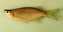 To FishBase images (<i>Chela laubuca</i>, Laos, by Baird,  I.G.)