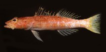 To FishBase images (<i>Chelidoperca lecromi</i>, American Samoa, by Wass, R.C.)