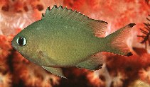 To FishBase images (<i>Chromis lepidolepis</i>, Indonesia, by Randall, J.E.)