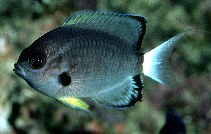 To FishBase images (<i>Chromis leucura</i>, Mauritius, by Randall, J.E.)
