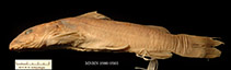 To FishBase images (<i>Chrysichthys levequei</i>, Guinea, by MNHN)