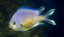 To FishBase images (<i>Chromis limbata</i>, Azores Is., by Patzner, R.)