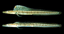 To FishBase images (<i>Chaenopsis limbaughi</i>, by Randall, J.E.)