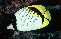 To FishBase images (<i>Chaetodon lineolatus</i>, Kiribati, by Randall, J.E.)