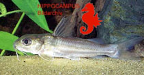 Image of Chrysichthys longipinnis (Aluminum catfish)