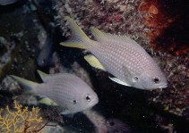 To FishBase images (<i>Chromis lubbocki</i>, Cape Verde, by Wirtz, P.)