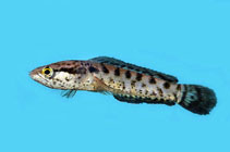 Image of Channa lucius (Javanese snakehead)