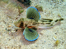 To FishBase images (<i>Chelidonichthys lucerna</i>, Croatia, by Pillon, R.)