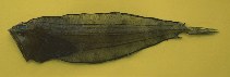 To FishBase images (<i>Chascanopsetta lugubris</i>, Trinidad Tobago, by Ramjohn, D.D.)