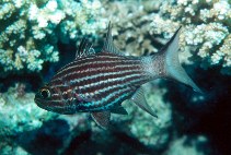 Image of Cheilodipterus macrodon (Large toothed cardinalfish)