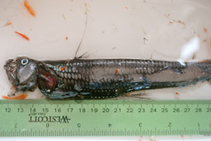 To FishBase images (<i>Chauliodus macouni</i>, USA, by Van Noord, J.E.)