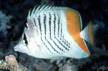 To FishBase images (<i>Chaetodon madagascariensis</i>, Maldives, by Randall, J.E.)