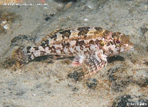 Image of Chironemus marmoratus (Kelpfish)