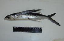 To FishBase images (<i>Cheilopogon melanurus</i>, Brazil, by Vaske Jr., T.)