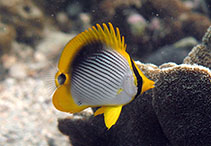 To FishBase images (<i>Chaetodon melannotus</i>, Hong Kong, by Allen To@114°E Hong Kong Reef Fish Survey)
