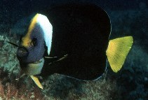 Image of Chaetodontoplus meredithi (Queensland yellowtail angelfish)
