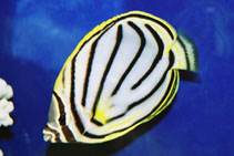 To FishBase images (<i>Chaetodon meyeri</i>, by Tanaka, H.)