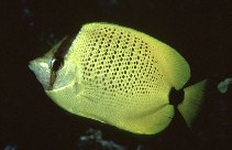 To FishBase images (<i>Chaetodon miliaris</i>, Midway Is., by Randall, J.E.)