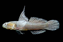 To FishBase images (<i>Chriolepis minutillus</i>, Mexico, by Allen, G.R.)