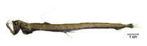 To FishBase images (<i>Chauliodus minimus</i>, Brazil, by Fischer, L.G.)