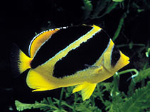 Image of Chaetodon mitratus (Indian butterflyfish)