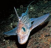 To FishBase images (<i>Chimaera monstrosa</i>, Norway, by Svensen, E.)