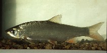 To FishBase images (<i>Chondrostoma nasus</i>, by Hänfling, B.)
