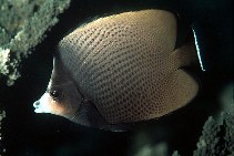 To FishBase images (<i>Chaetodon nigropunctatus</i>, Oman, by Randall, J.E.)
