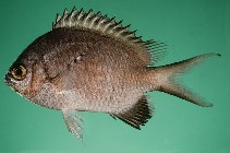 To FishBase images (<i>Chromis nigroanalis</i>, Kenya, by Randall, J.E.)