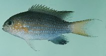 To FishBase images (<i>Chromis nigrura</i>, Reunion I., by Randall, J.E.)