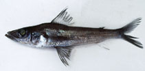 To FishBase images (<i>Chlorophthalmus nigromarginatus</i>, by Gloerfelt-Tarp, T.)