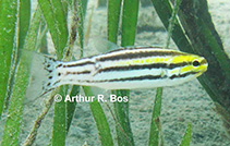To FishBase images (<i>Cheilodipterus nigrotaeniatus</i>, Philippines, by Bos, A.R.)